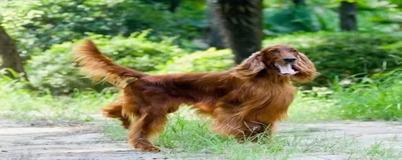 What to do if your Irish Setter has a runny nose