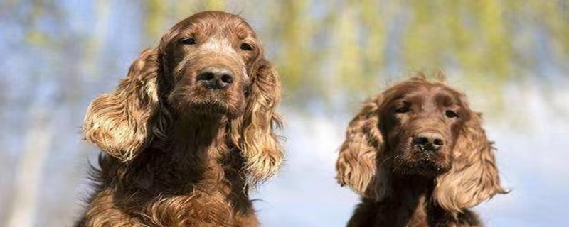 What to do if your Irish Setter has a bad mouth