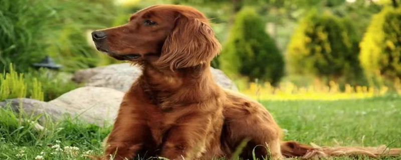 What to do if your Irish Setter has tear stains