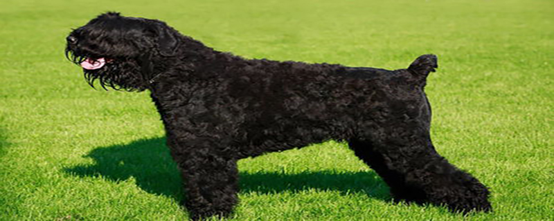 What to do if there are blood-sucking worms on the black Russian terrier