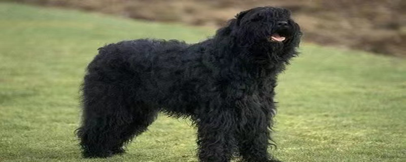 What to do if the Black Russian Terrier has a fever