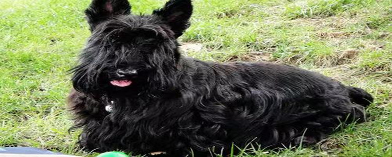 How to Deworm a Black Russian Terrier