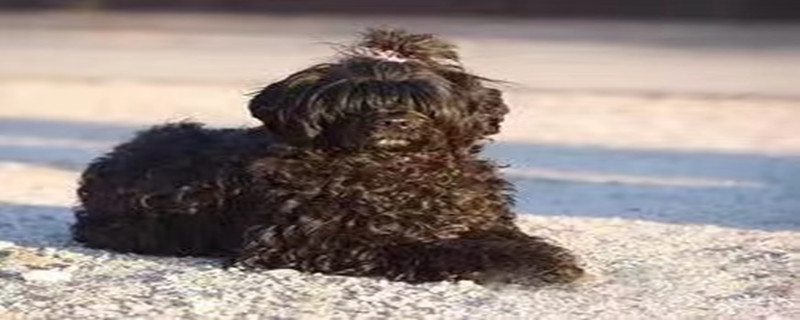 What to do if your Portuguese Water Dog hiccups