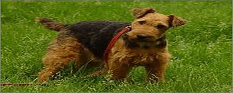 Why Welsh Terriers Have Body Odor