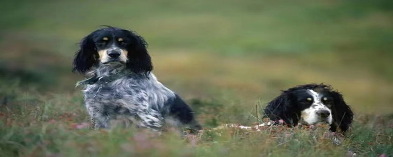 What to do if there are mites on the English setter dog