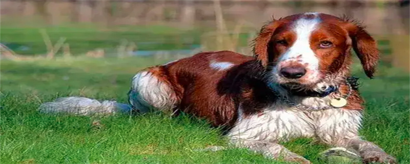 What to do if Welsh Spaniel has food poisoning