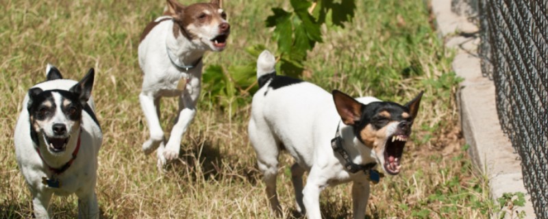 Rat Terrier Canine Distemper Symptoms and Treatment and Prevention Methods