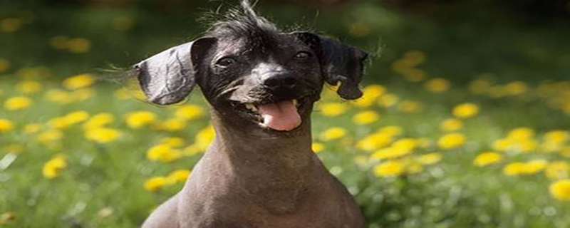 How to deal with fleas on Mexican hairless dogs