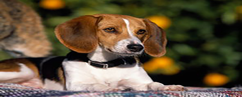 What to do if an American Foxhound has stomatitis