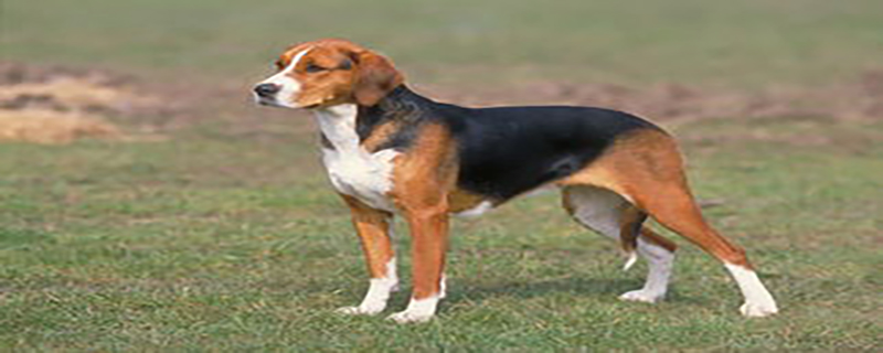 What medicine does American Foxhound take for enteritis?