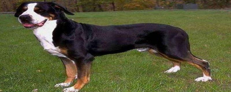 Anemia in Greater Swiss Mountain Dogs