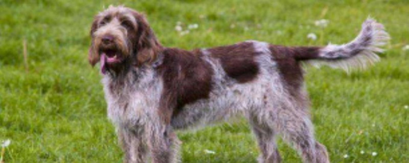 What should be paid attention to in the vaccination of bristle pointer griffin dogs