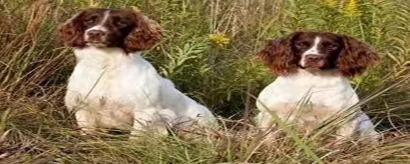 What to do when your spaniel is in shock