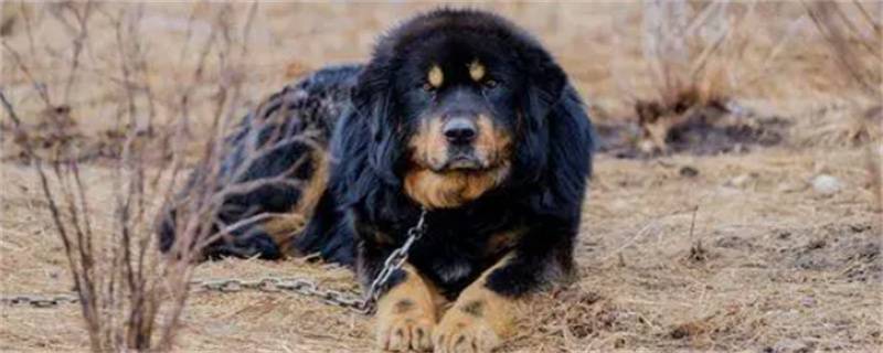 What are the symptoms of gastroenteritis in Tibetan Mastiff