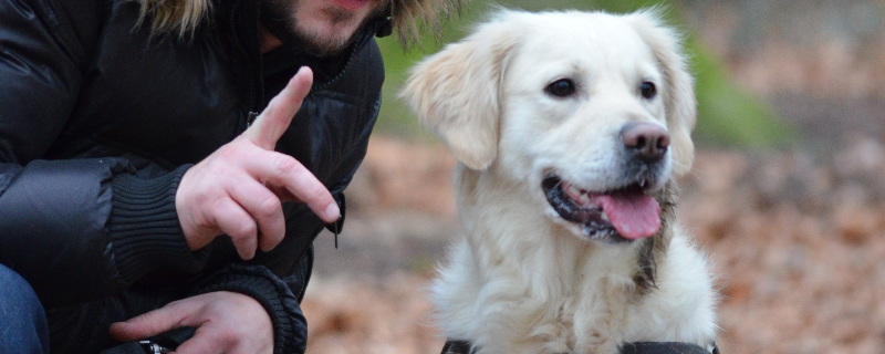 What to do if the dog has blood in the stool