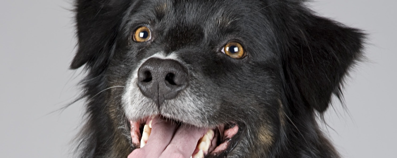 How to treat periodontitis in dogs