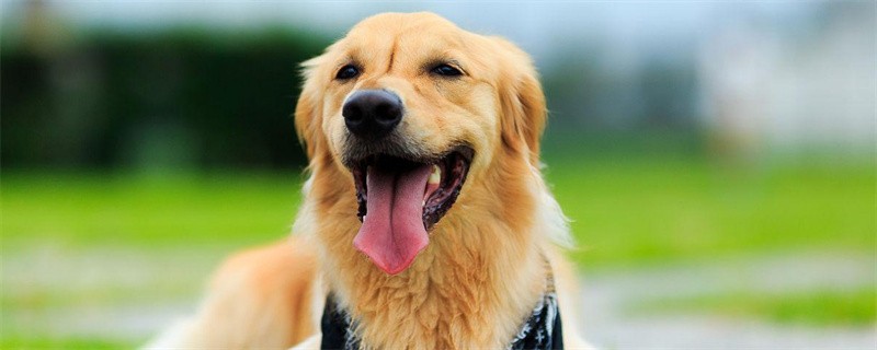 What are the causes of golden retriever body odor