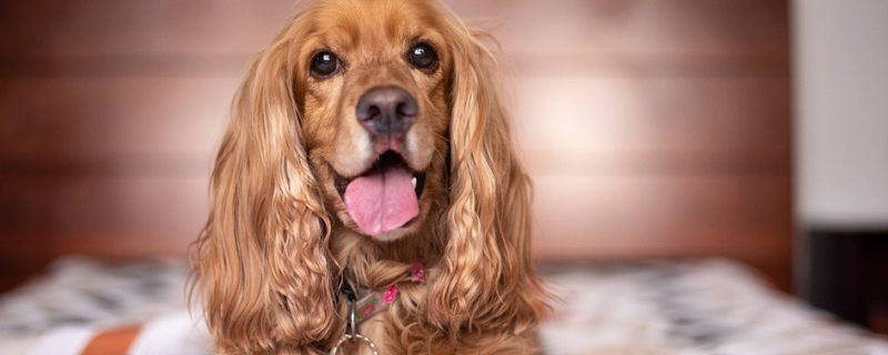 How to treat ear mites in golden retriever ears