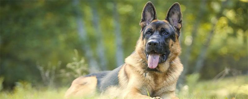 How does the German Shepherd get vaccinated?