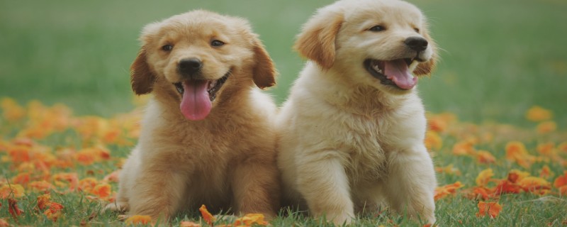 How to vaccinate golden retriever puppies