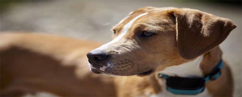 Is dog saliva poisonous?