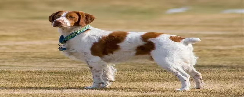 What's the matter with the dog's ear hair loss?