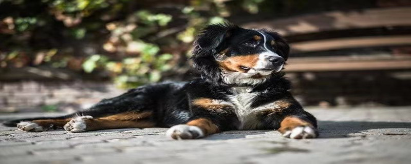 Can dog skin diseases be treated with human medicine?