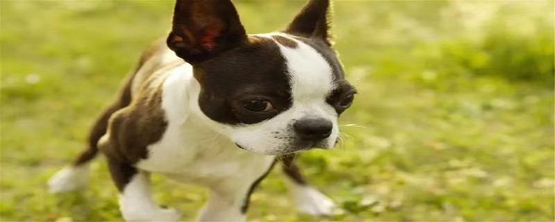 How to deal with diarrhea in Boston Terrier