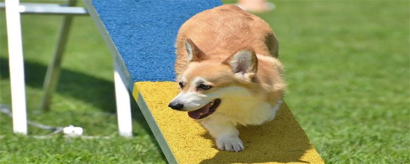 What should I do if Corgi's tail is inflamed?