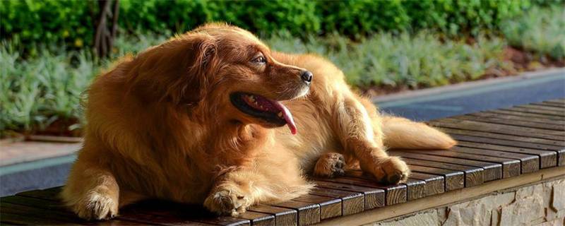 The manifestations of golden retriever gastroenteritis