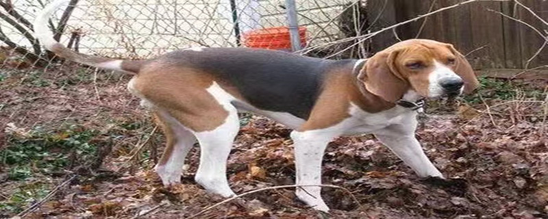 What Causes Too Much Dander Shedding in a Bush Coonhound?