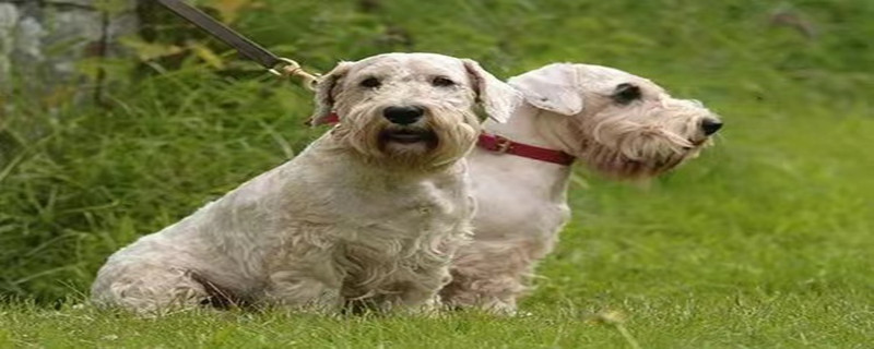 What to do if your Sealyham Terrier is vomiting