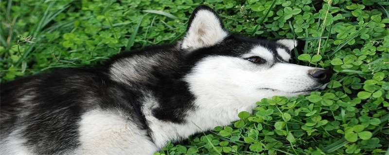 What are the symptoms of husky ear mites?