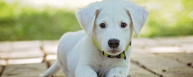 How to give first aid to dogs