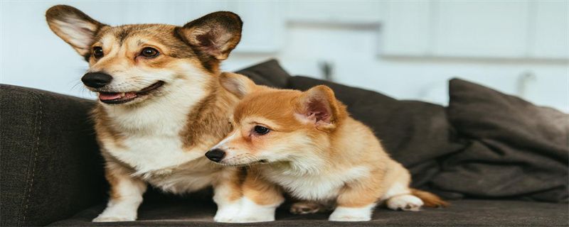 What should Papillon dogs do if they get canine distemper?