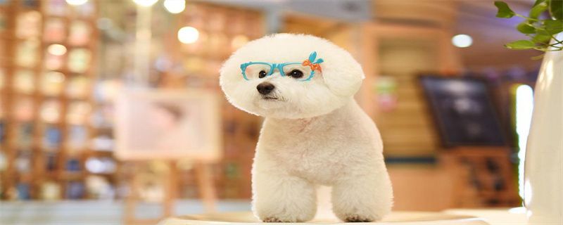 What to do if the Bichon Frize has body odor