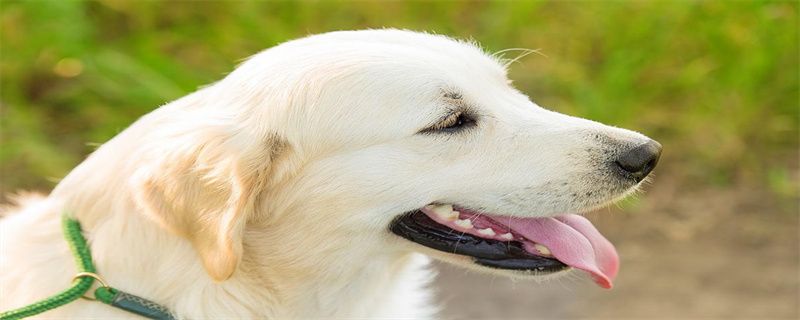 Symptoms of Nutritional Anemia in Dogs