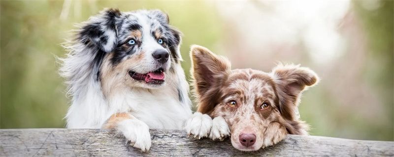 Common Diseases of Dogs