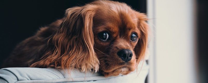 Pharyngitis Symptoms in Dogs