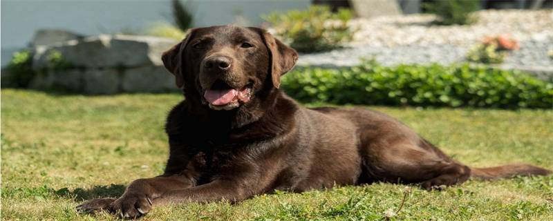 Symptoms of protein deficiency in dogs