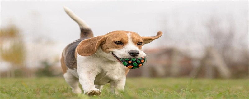 What to do if a dog eats a peach pit