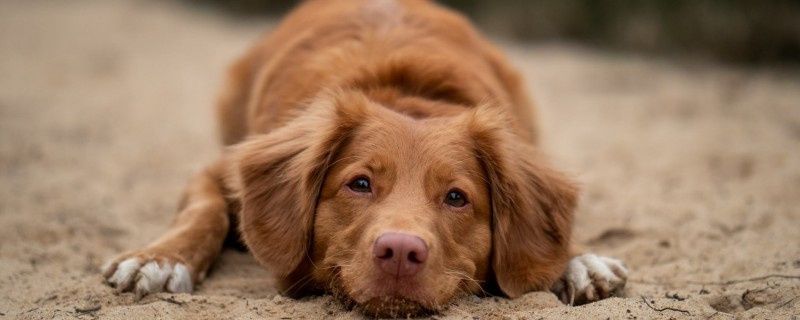 Symptoms and treatment of otitis externa in dogs