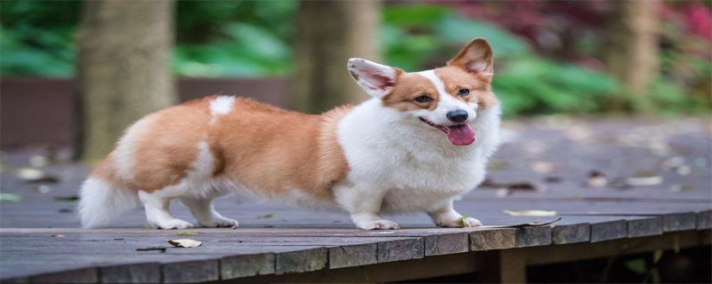 Corgi Constipation