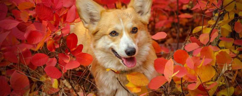 corgi panting like asthma