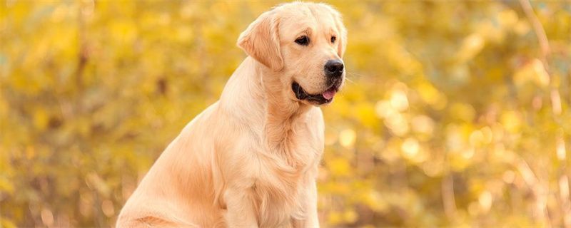 Golden Retriever Skin Symptoms