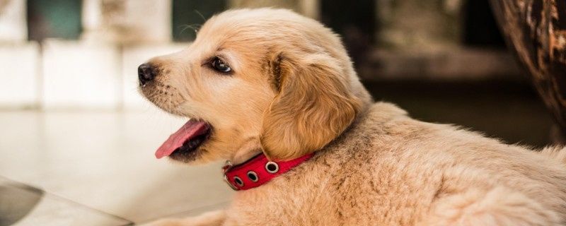 What are the symptoms of a golden retriever having a cold?