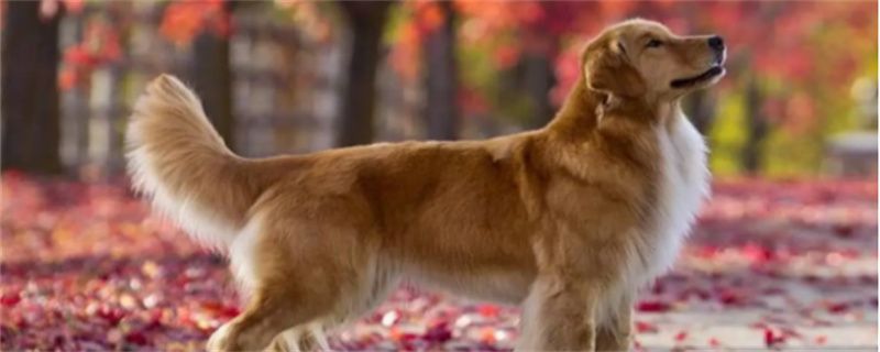 Golden Retriever Spits White Mucus