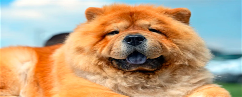 What are the symptoms of a Chow Chow cold?