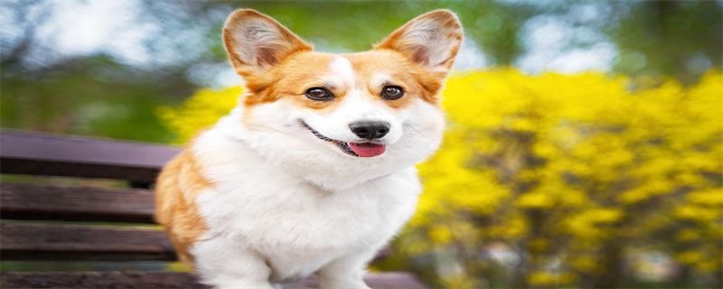 corgi vaccination time