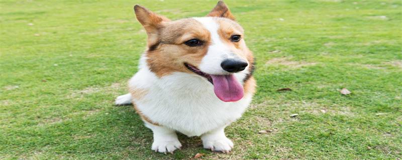 Corgi loses energy after vaccination